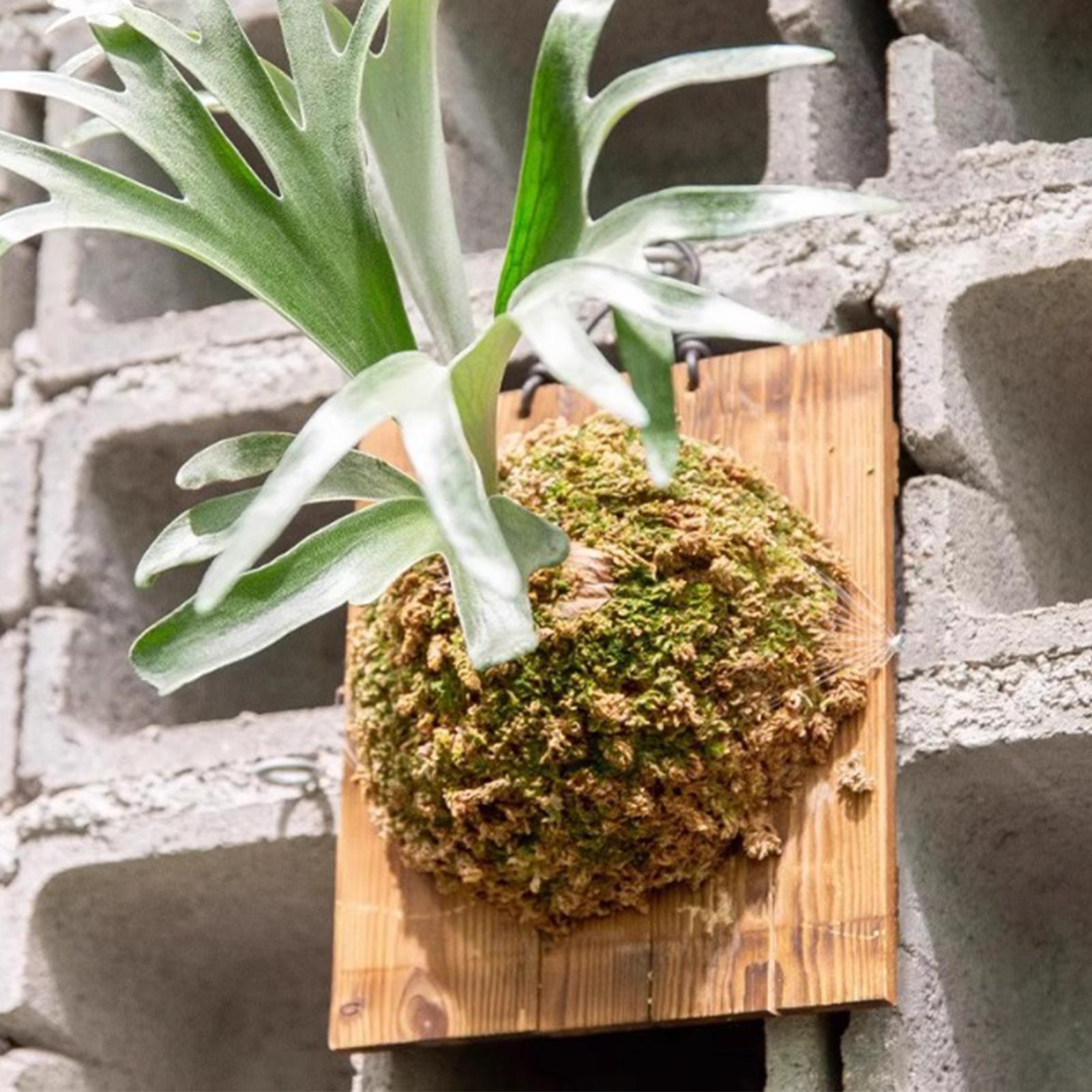 Plant Parent - 1 adet Kapalı Ahşap Staghorn Fern