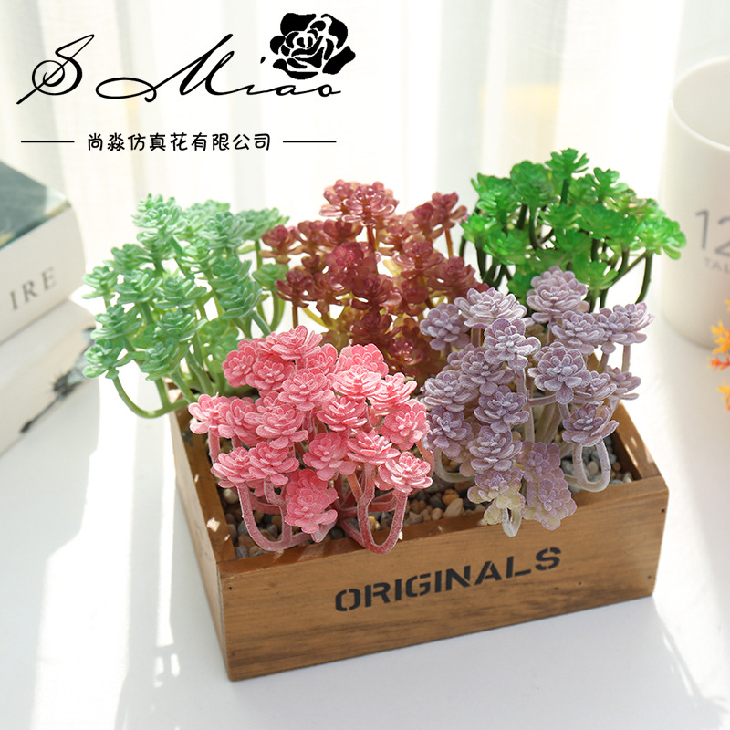 Wusmart büyük Xian Ren Ke yapa - Succulent Arrangement Mini incelemesi ve fiyatı