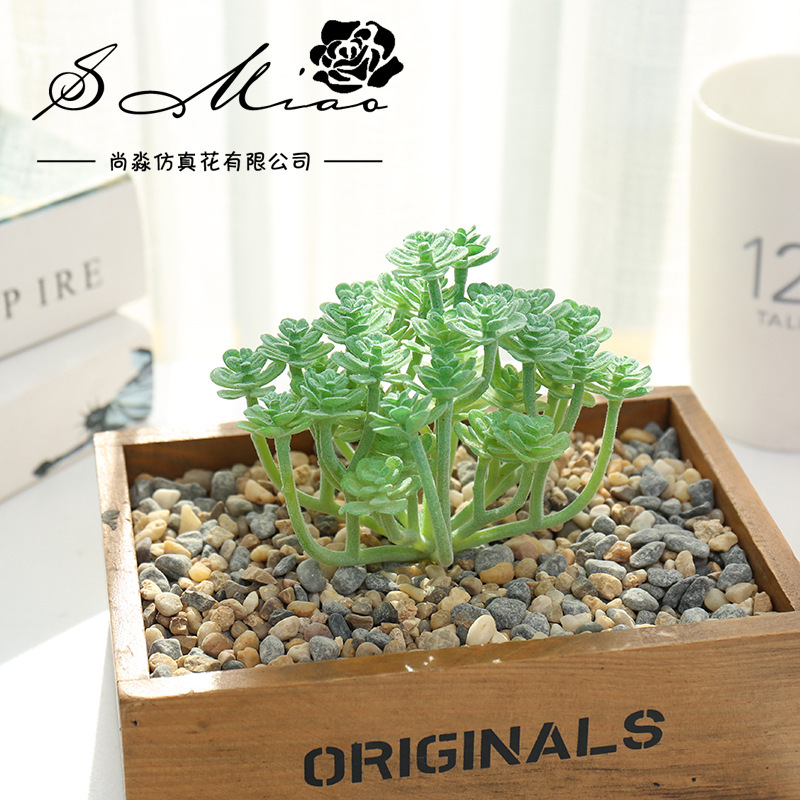 Wusmart büyük Xian Ren Ke yapa - Succulent Arrangement Mini incelemesi ve fiyatı