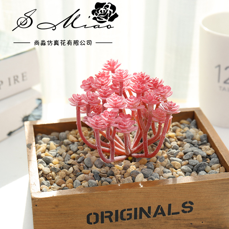 Wusmart büyük Xian Ren Ke yapa - Succulent Arrangement Mini incelemesi ve fiyatı