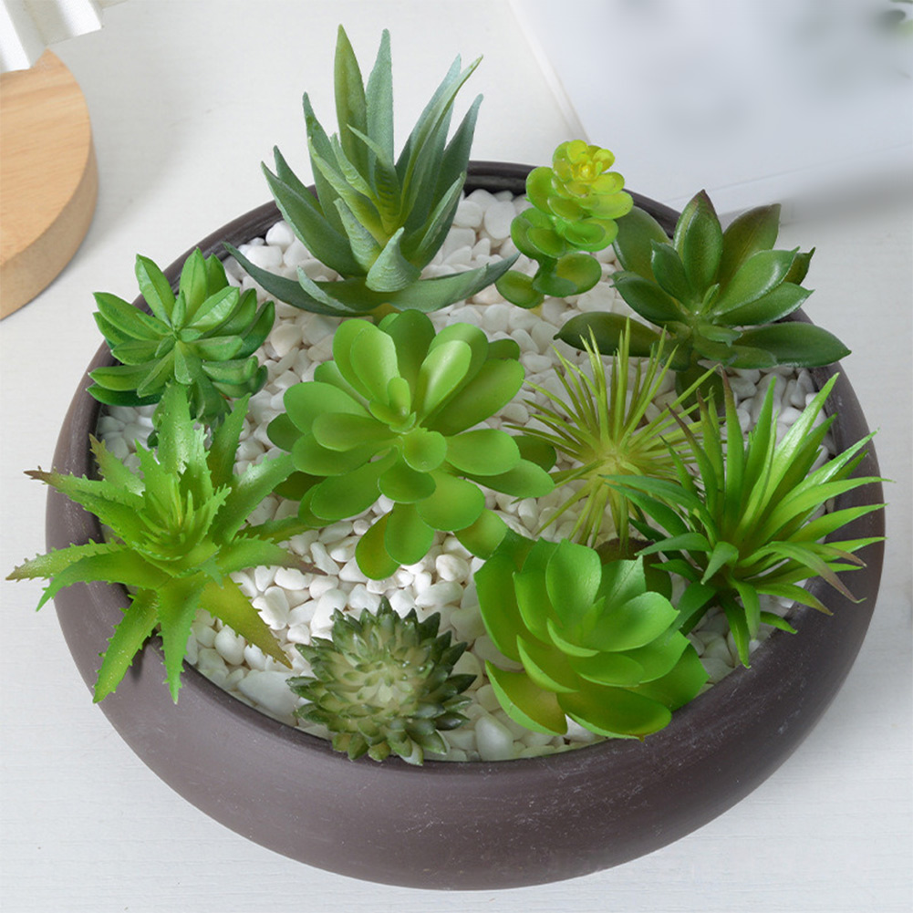 Ev ve Ofis Dekorasyonu İçin Bü - Succulent Arrangement Mini incelemesi ve fiyatı