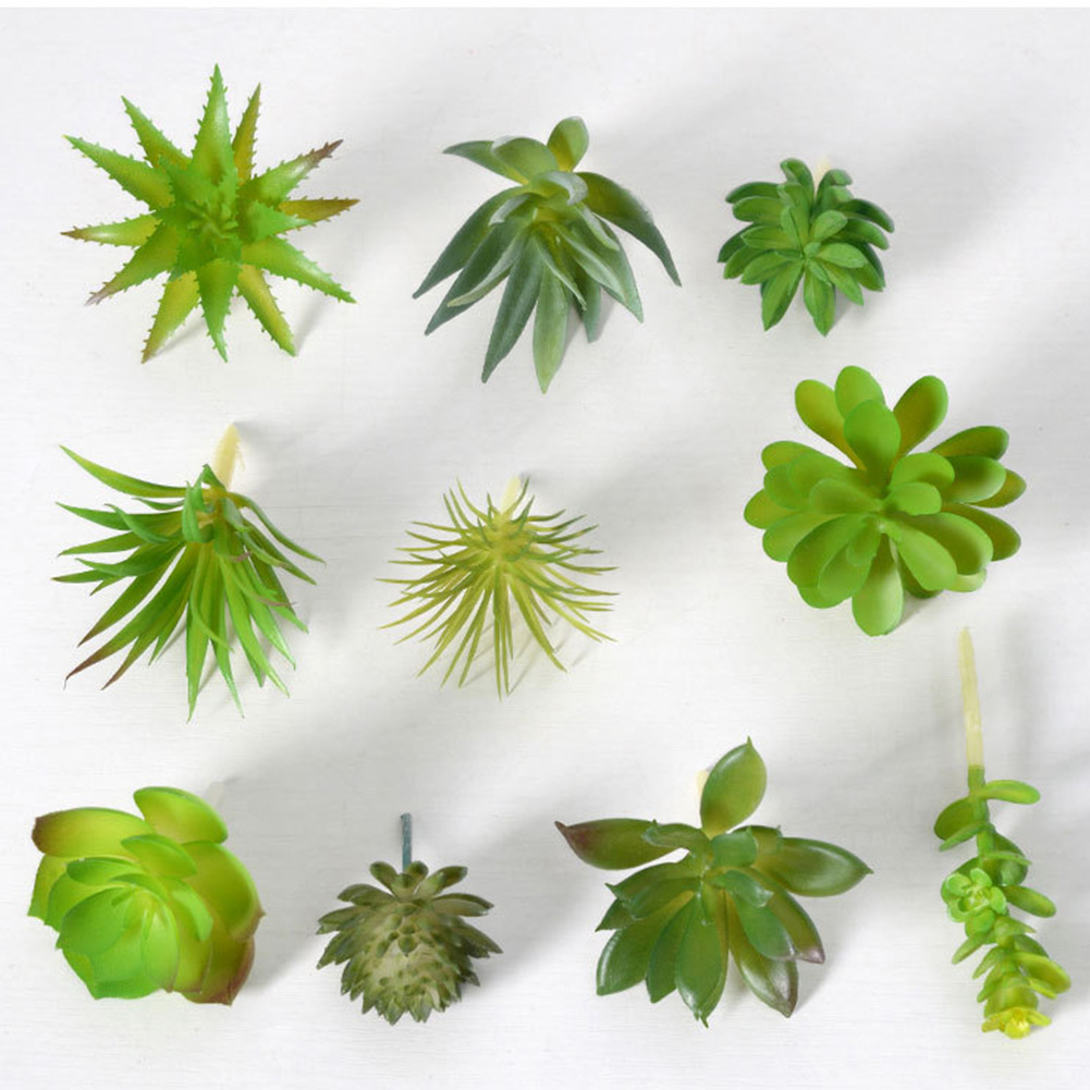 Ev ve Ofis Dekorasyonu İçin Bü - Succulent Arrangement Mini incelemesi ve fiyatı