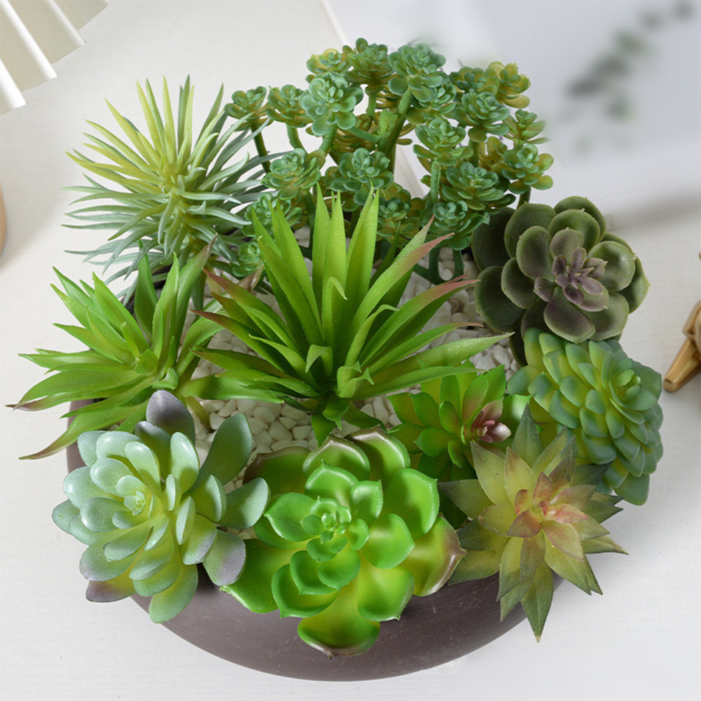 Ev ve Ofis Dekorasyonu İçin Bü - Succulent Arrangement Mini incelemesi ve fiyatı