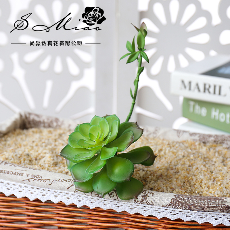 Wusmart Zhong Shi Lian büyük y - Succulent Arrangement Mini incelemesi ve fiyatı